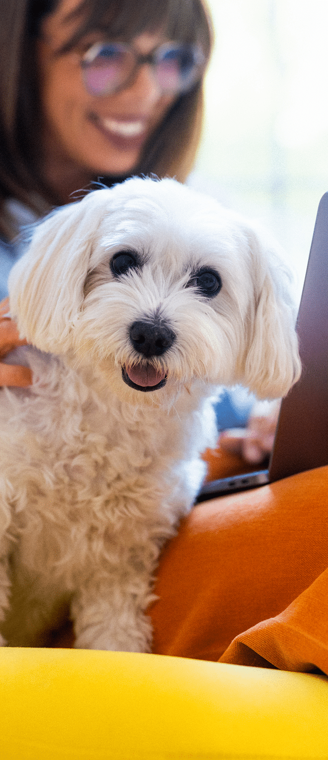 A small white dog sits on a person's lap with a laptop in the background; the person is smiling and wearing glasses.